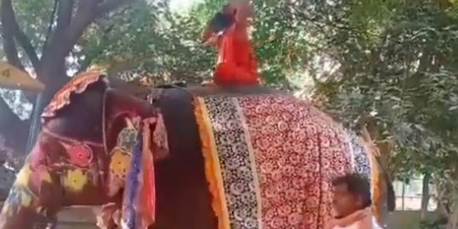योग गुरु बाबा रामदेव योग करते हुए हाथी से गिर गई, उन्हें कोई चोट नहीं लगती हैं।
